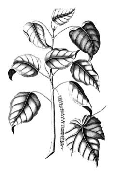 Octomeles sumatrana Ilimo Tree Octomeles sumatrana Ilimo Tree